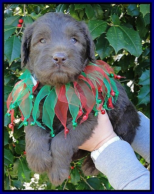 TH pups 5 wks old 11