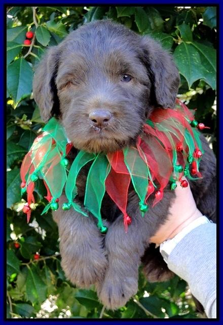 TH pups 5 wks old 12