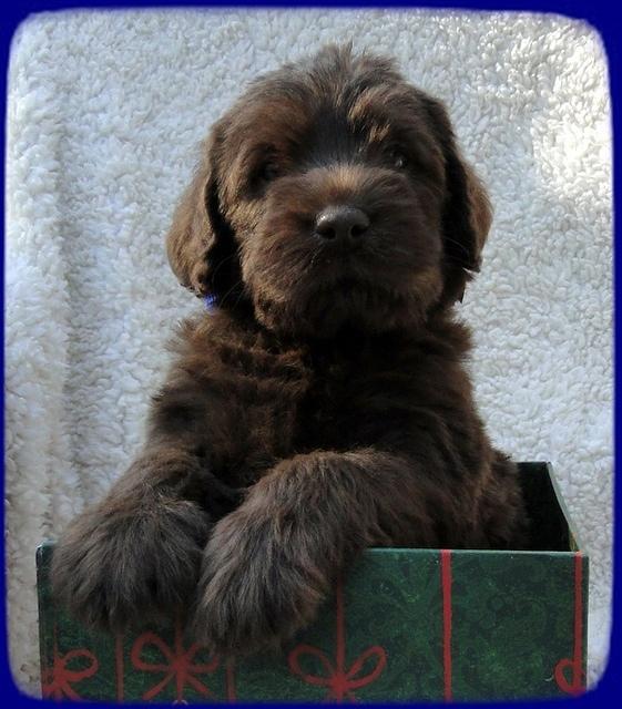 TH pups 5 wks old ab 13