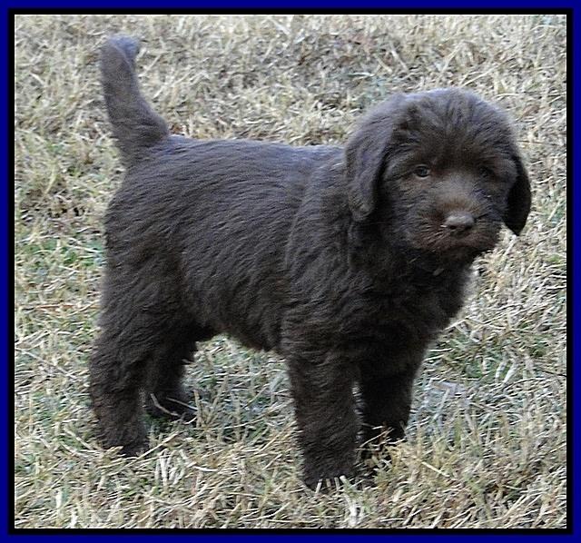 TH pups 5.5 wks old 63