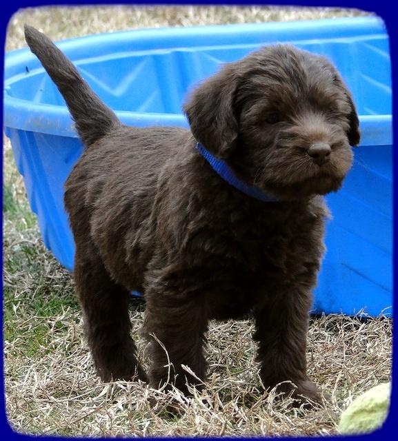 TH pups 5.5 wks old 7
