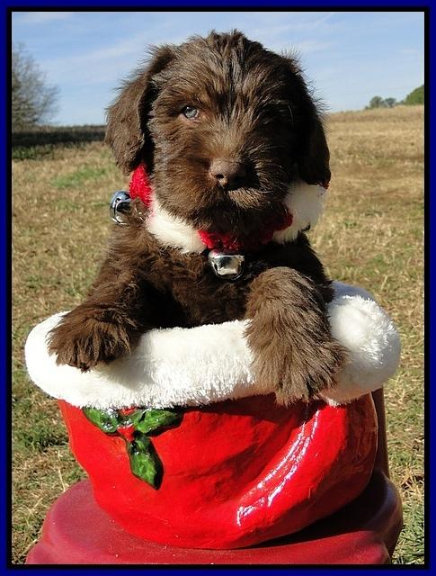 TH pups 6.5 wks old 8