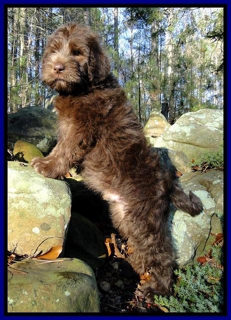 TH pups 8 wks old 12