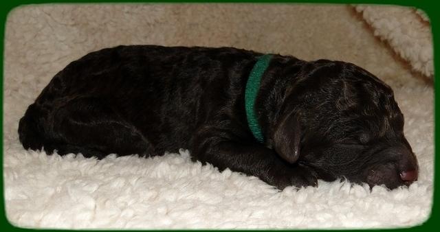 AH pups 1 day old 21