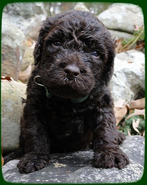 TH pups 3 wks old 20