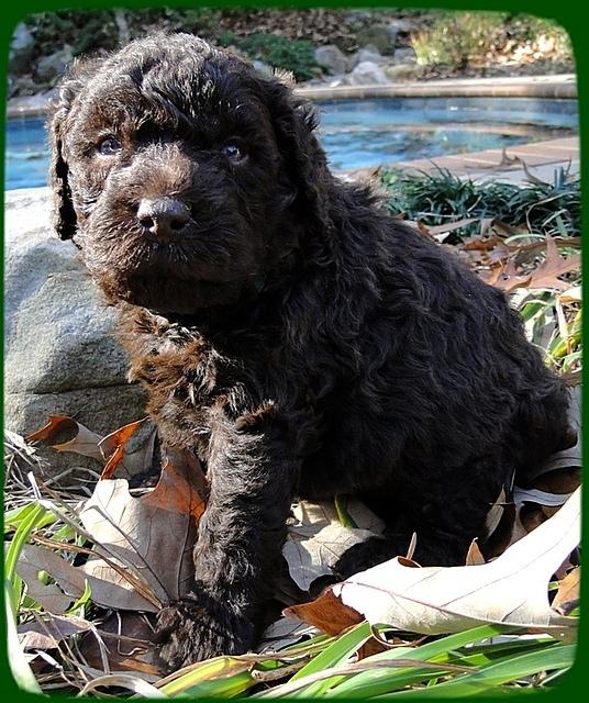 TH pups 4 wks old 26