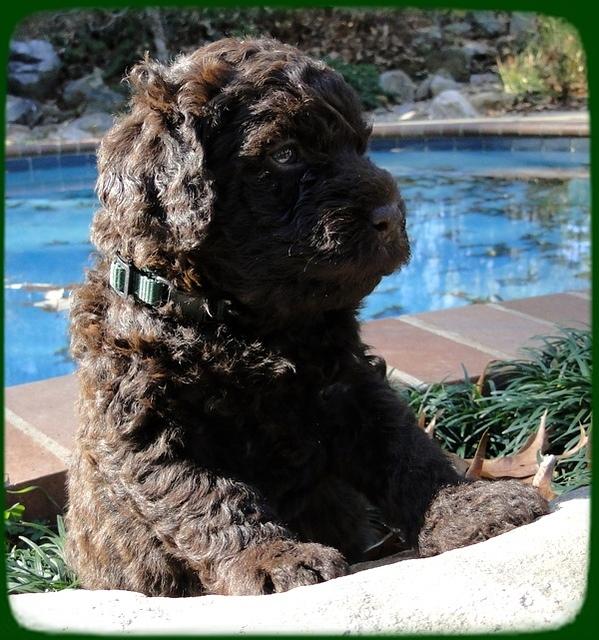 TH pups 4 wks old 27