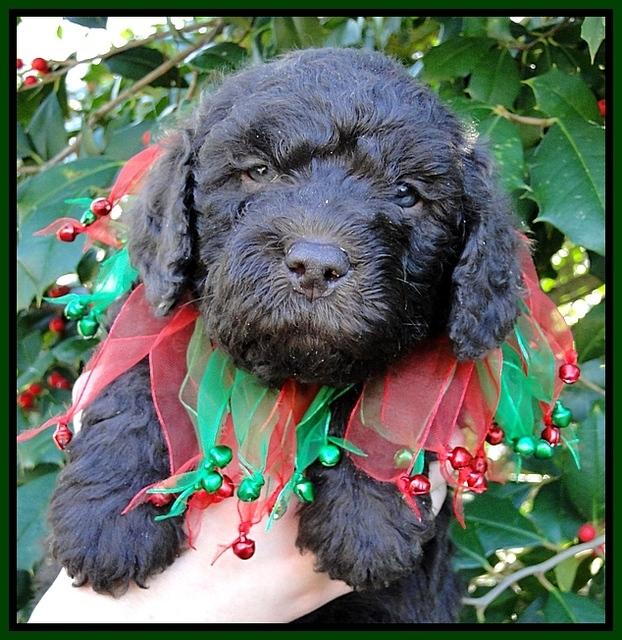 TH pups 5 wks old 30
