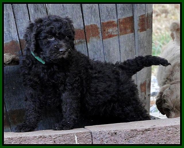 TH pups 5.5 wks old 68