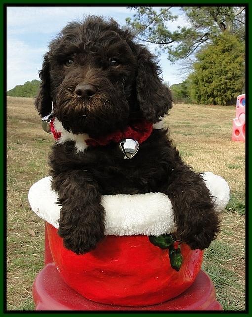 TH pups 6.5 wks old 33