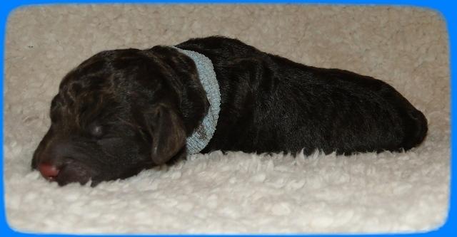AH pups 1 day old 28