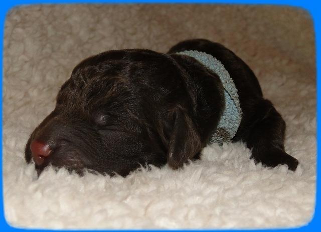 AH pups 1 day old 29
