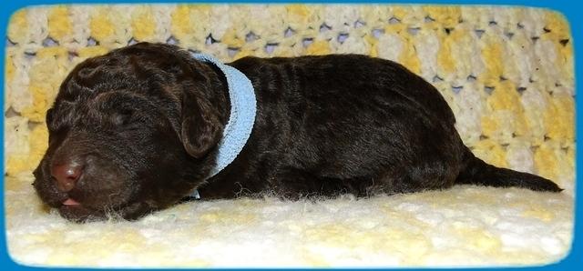TH pups 1 wk old 28