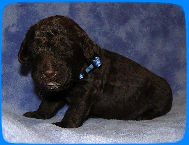 TH pups 2 wks old 26