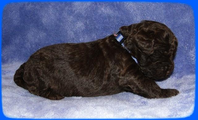 TH pups 2 wks old 27