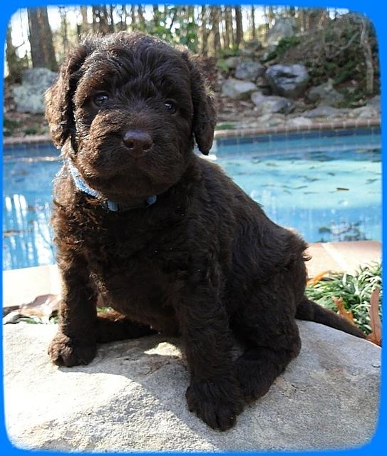 TH pups 4 wks old 11