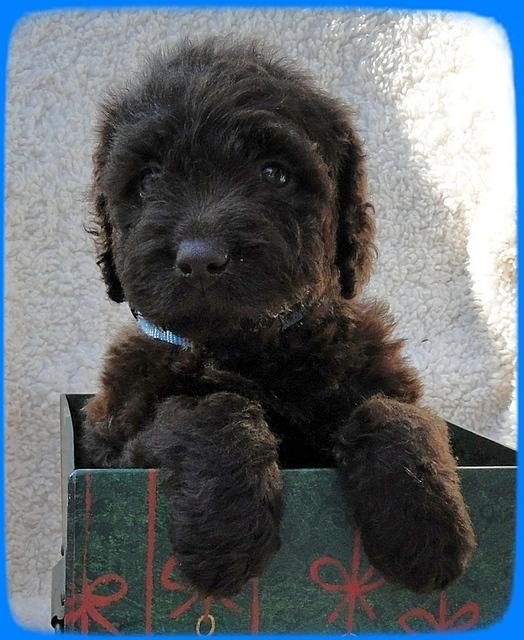 TH pups 5 wks old ab 26