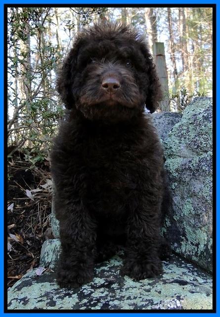 TH pups 8 wks old 13