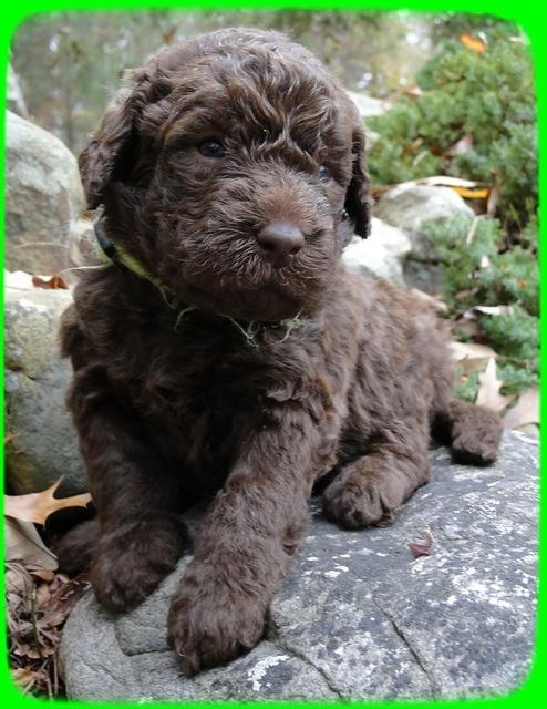 TH pups 3 wks old 10