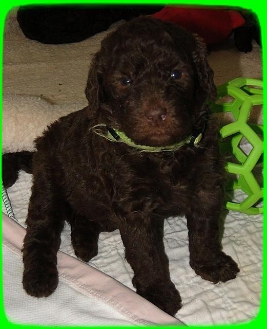 TH pups 3 wks old 55