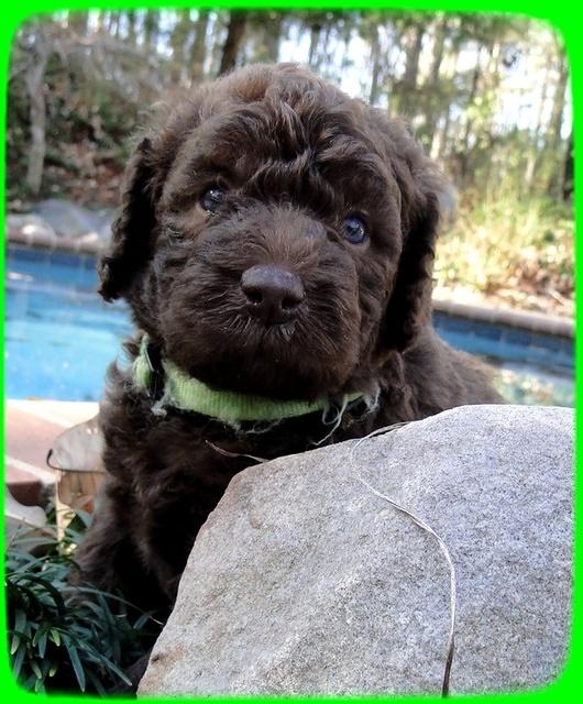 TH pups 4 wks old 9