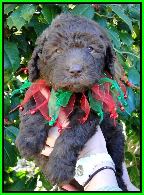 TH pups 5 wks old 4