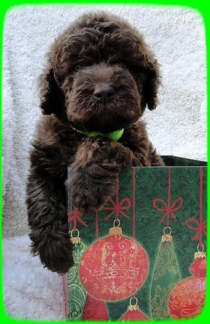 TH pups 5 wks old ab 1