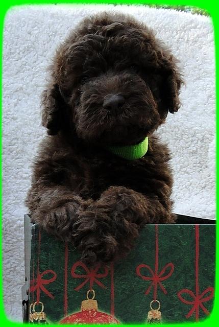 TH pups 5 wks old ab 2