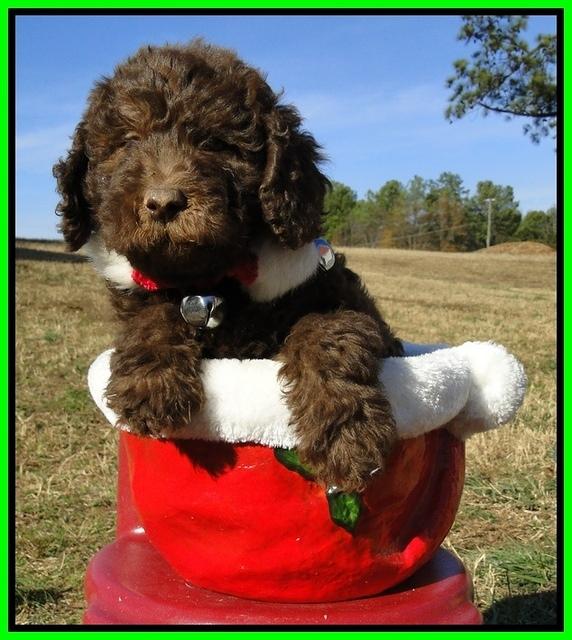 TH pups 6.5 wks old 12