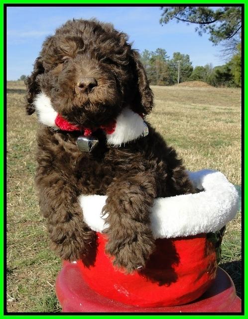 TH pups 6.5 wks old 14
