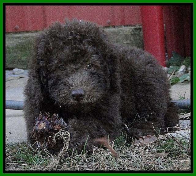 TH pups 8 wks old 80