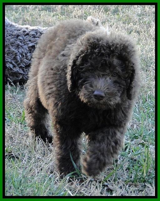 TH pups 8 wks old 81