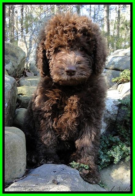 TH pups 8 wks old 90