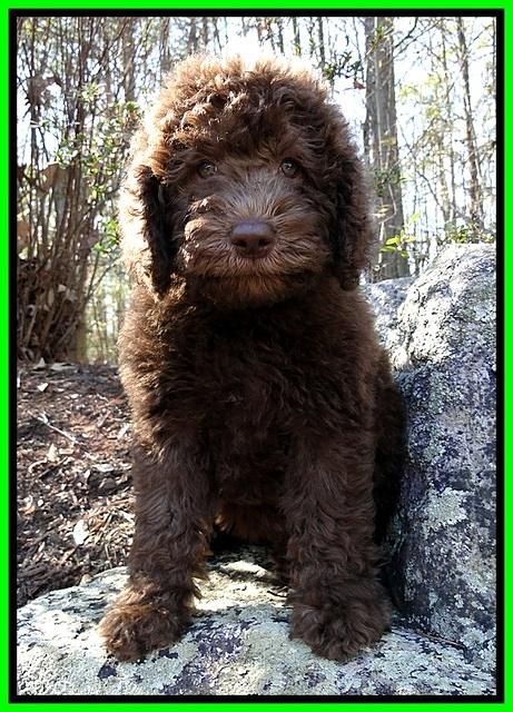 TH pups 8 wks old 92