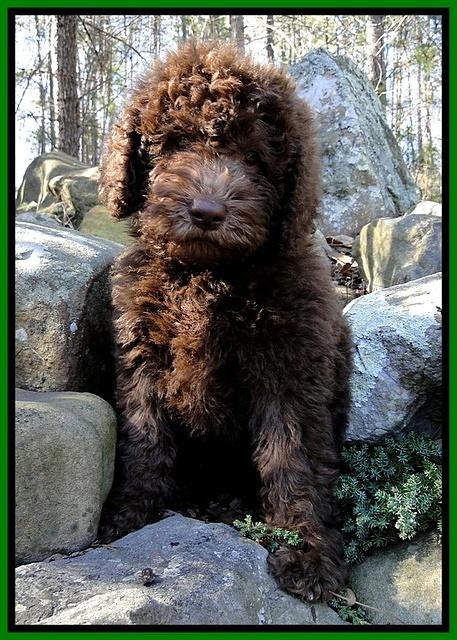 TH pups 8 wks old 99