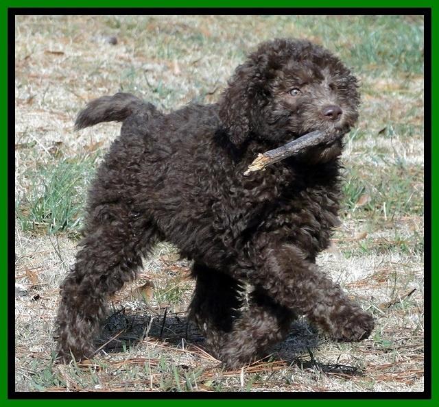 TH pups 9 wks old 10