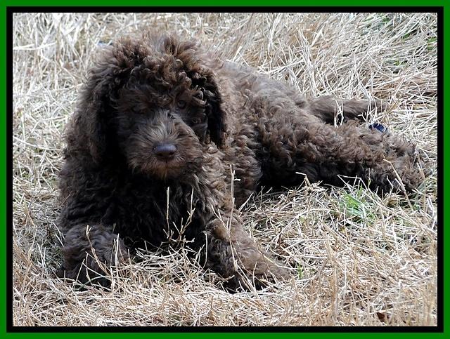 TH pups 9 wks old 11