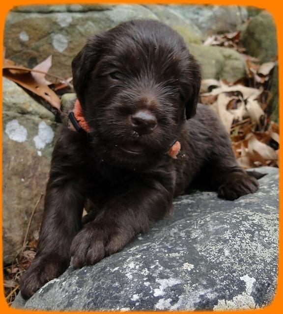 TH pups 3 wks old 24