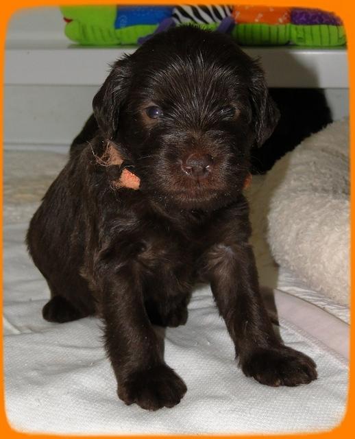 TH pups 3 wks old 59 (2)