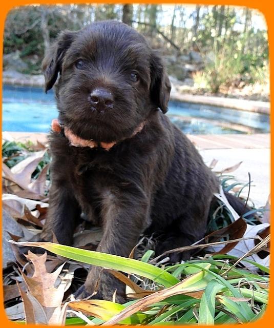 TH pups 4 wks old 32