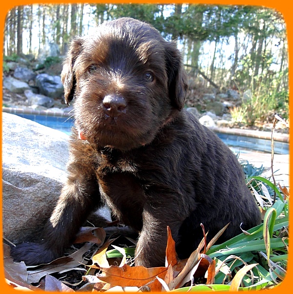 TH pups 4 wks old 33