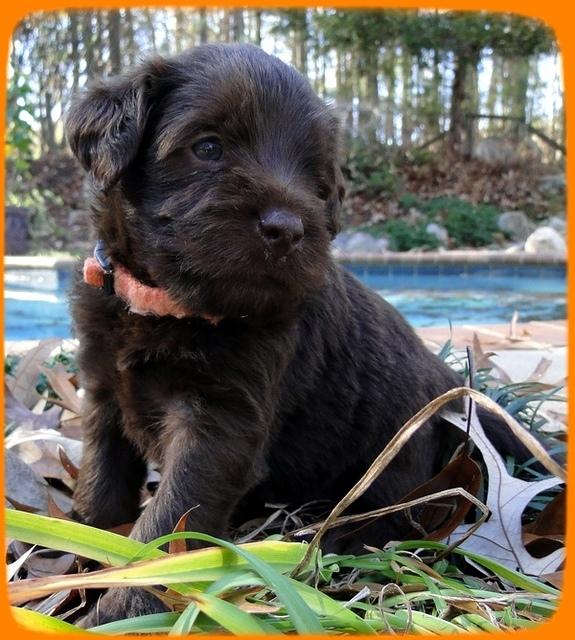 TH pups 4 wks old 34