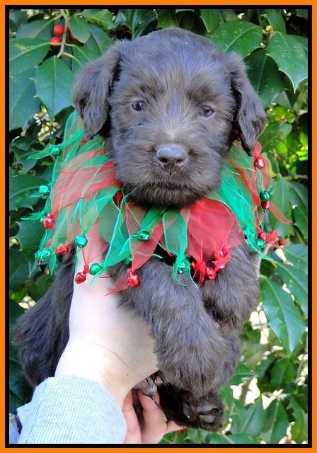 TH pups 5 wks old 27