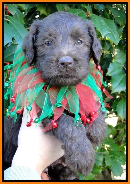 TH pups 5 wks old 28