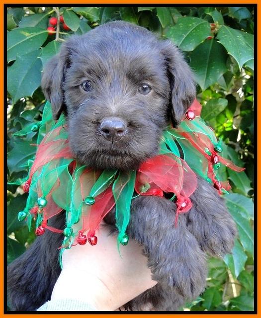 TH pups 5 wks old 29