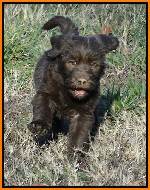 TH pups 6 wks old 4