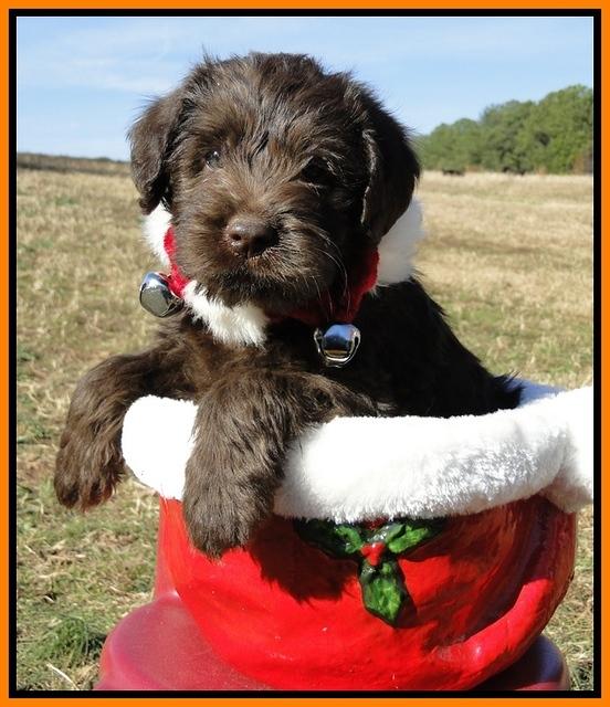 TH pups 6.5 wks old 1