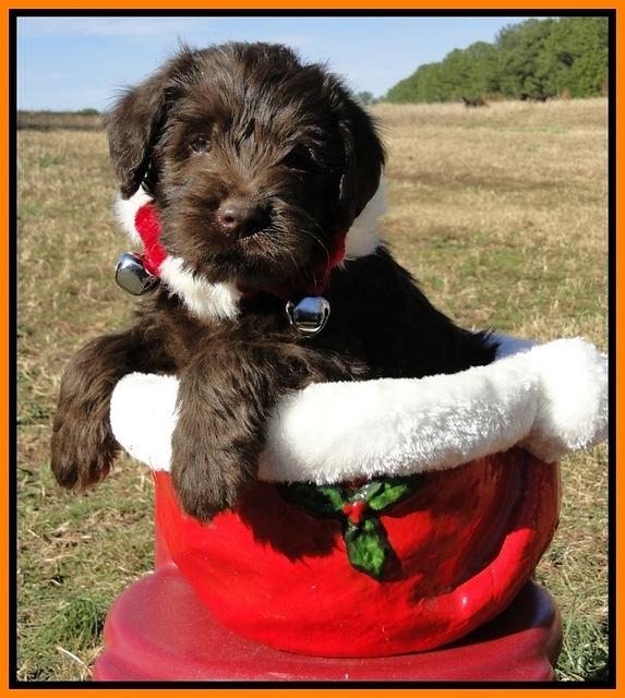 TH pups 6.5 wks old 2