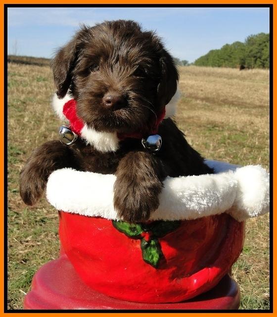 TH pups 6.5 wks old 3