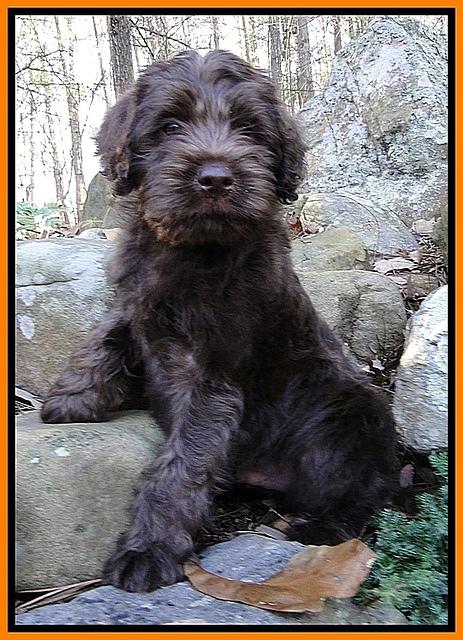 TH pups 8 wks old 2